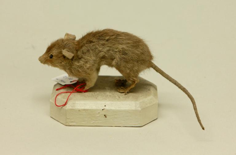 animal naturalisé : mammifère : Rat surmulot