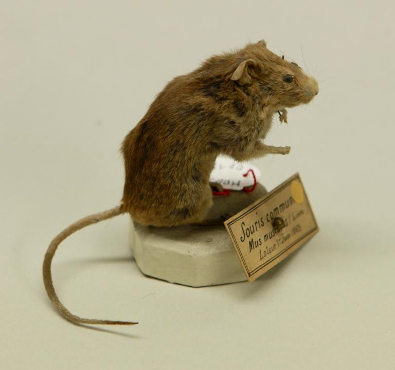 animal naturalisé : mammifère : Souris grise