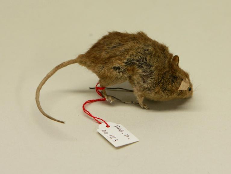 animal naturalisé : mammifère : Souris grise