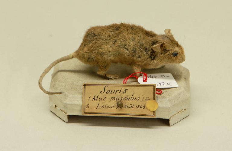 animal naturalisé : mammifère : Souris grise