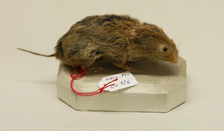 animal naturalisé : mammifère : Campagnol