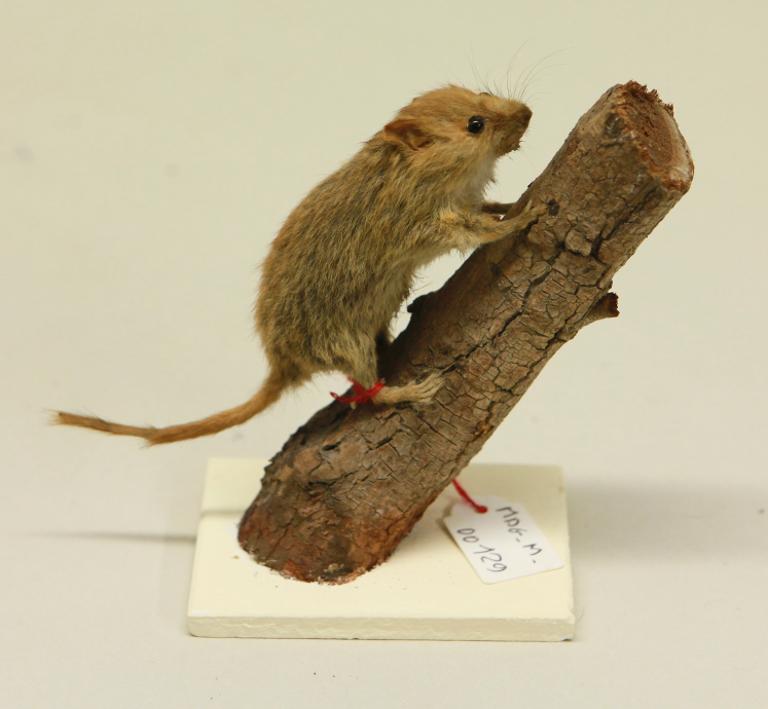 animal naturalisé : mammifère : Muscardin