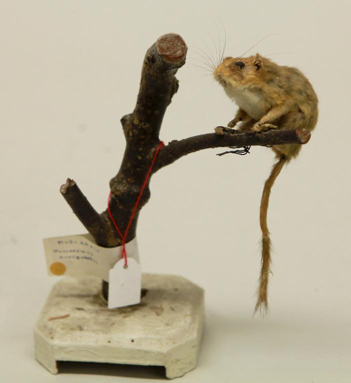 animal naturalisé : mammifère : Muscardin