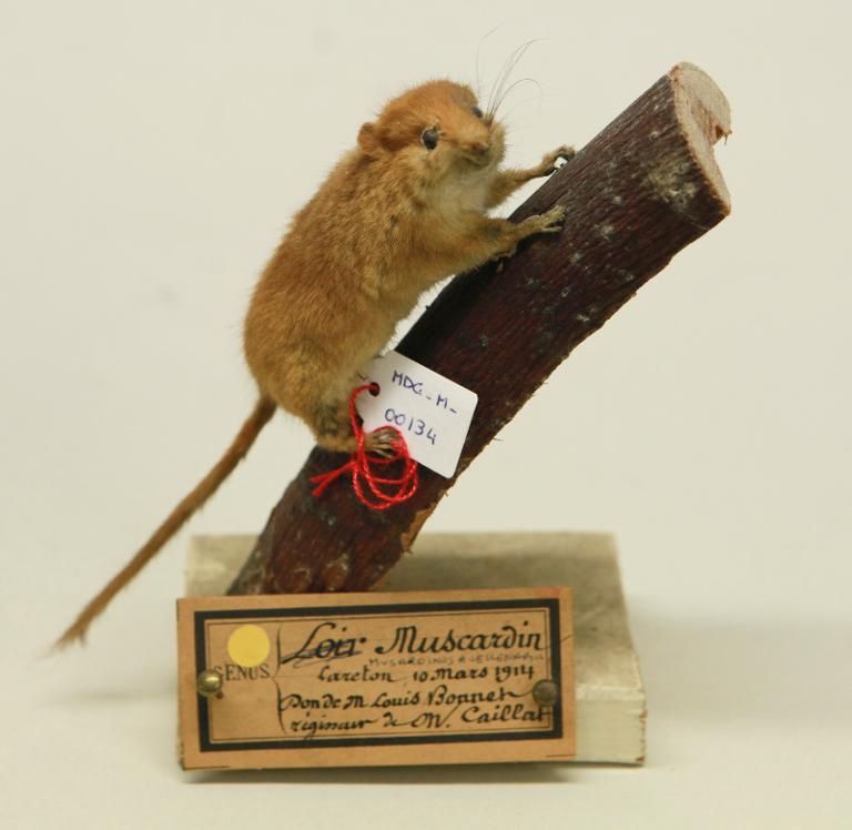 animal naturalisé : mammifère : Muscardin