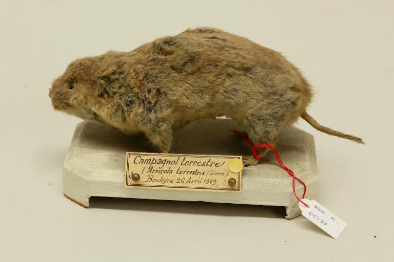 animal naturalisé : mammifère : Campagnol terrestre