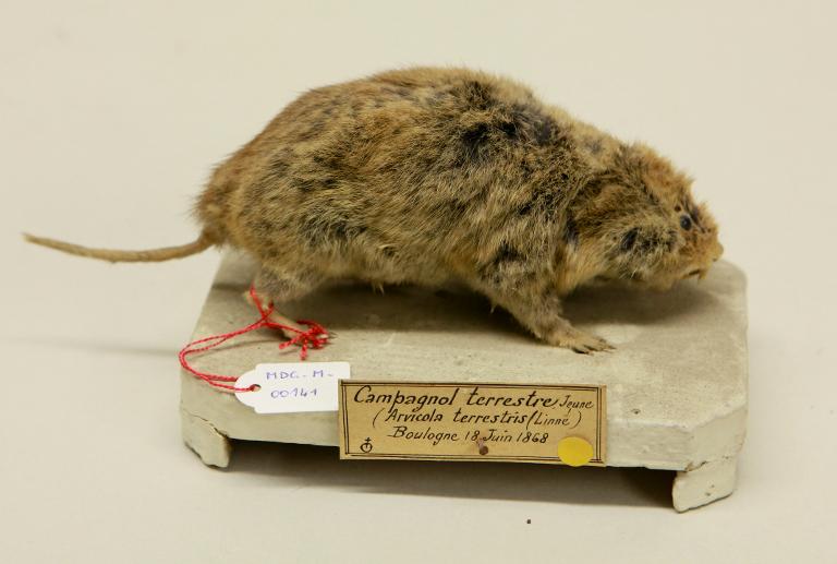 animal naturalisé : mammifère : Campagnol terrestre