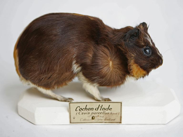 animal naturalisé : mammifère : Cobaye ou Cochon d'Inde