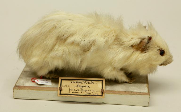 animal naturalisé : mammifère : Cobaye ou cochon d'Inde