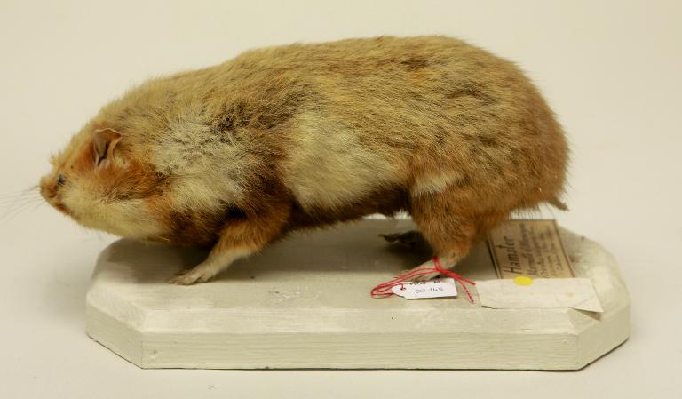 animal naturalisé : mammifère : Hamster d'Europe