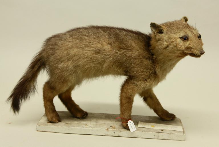 animal naturalisé : mammifère : Loup