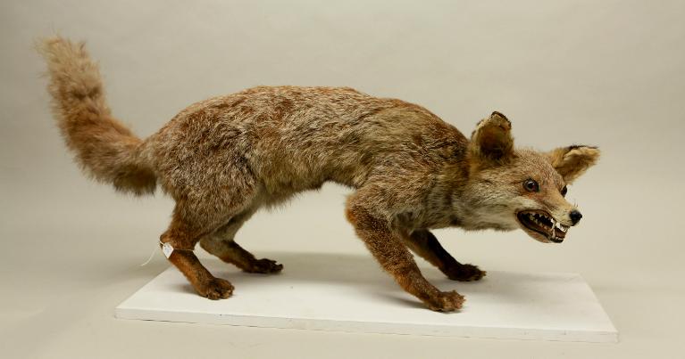 animal naturalisé : mammifère : Renard