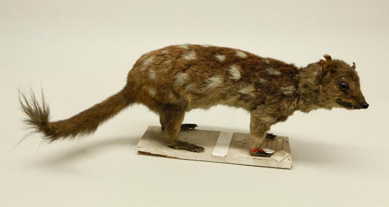 animal naturalisé : mammifère : Martre marsupiale