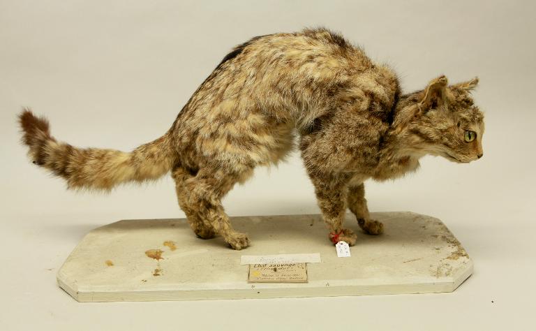 animal naturalisé : mammifère : Chat haret