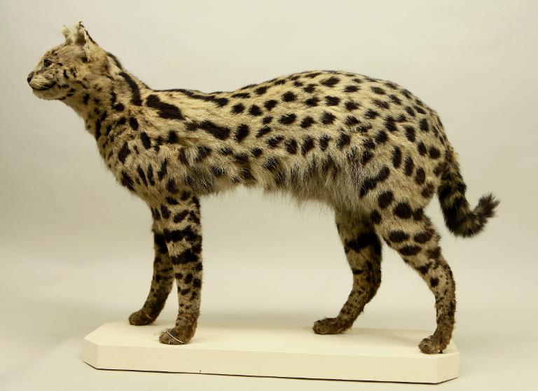 animal naturalisé : mammifère : Serval