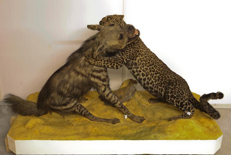 animal naturalisé : mammifère : Panthère (en scène avec 163)