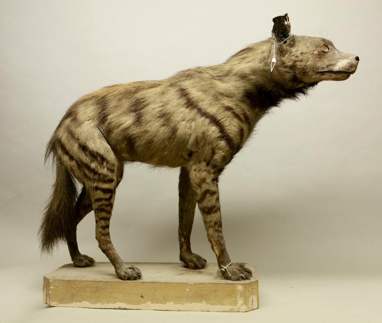 animal naturalisé : mammifère : Hyène rayée
