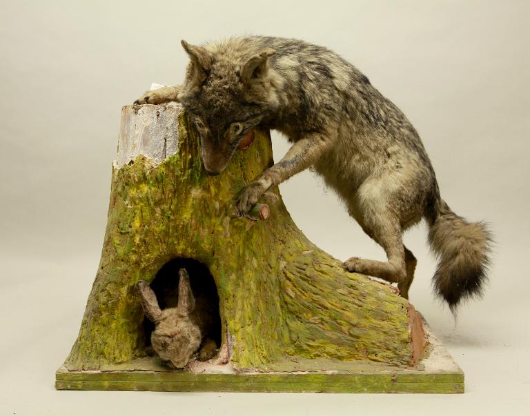 animal naturalisé : mammifère : Chacal doré