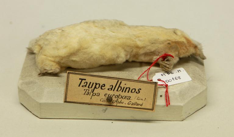 animal naturalisé : mammifère : Taupe