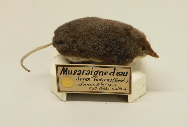 animal naturalisé : mammifère : Crossope aquatique