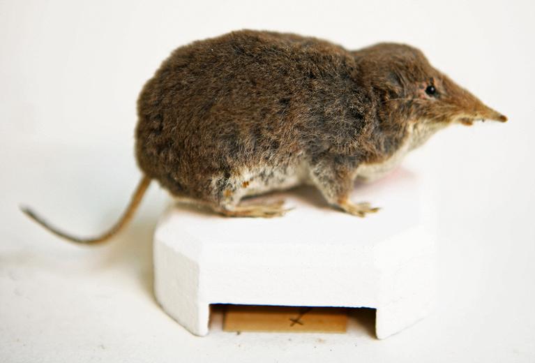 animal naturalisé : mammifère : Crossope aquatique