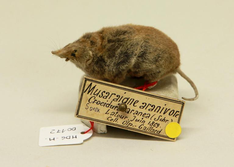 animal naturalisé : mammifère : Musaraigne carrelet