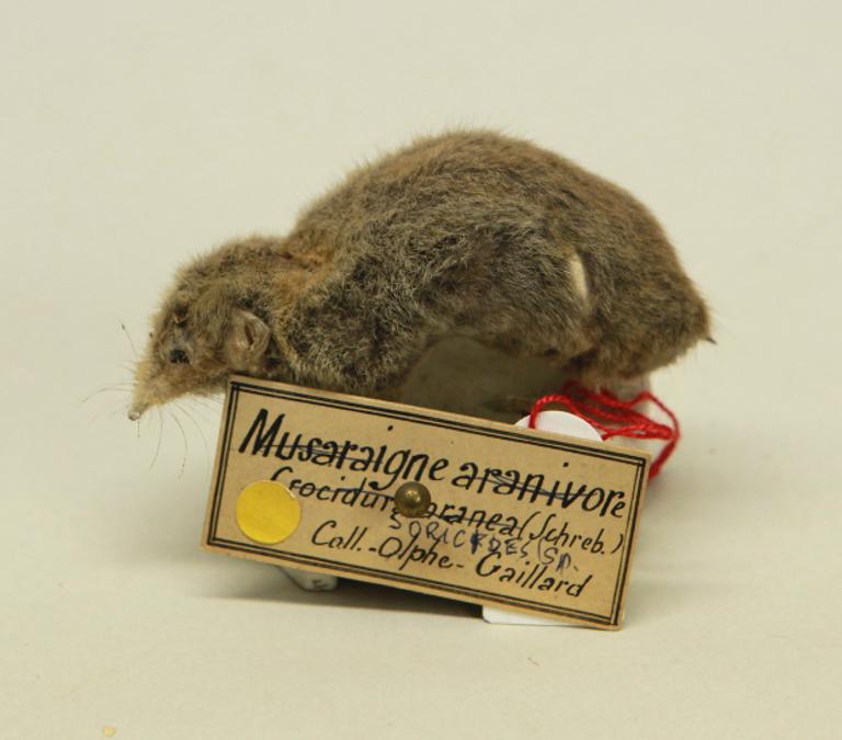 animal naturalisé : mammifère : Musaraigne