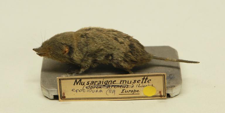 animal naturalisé : mammifère : Musaraigne musette