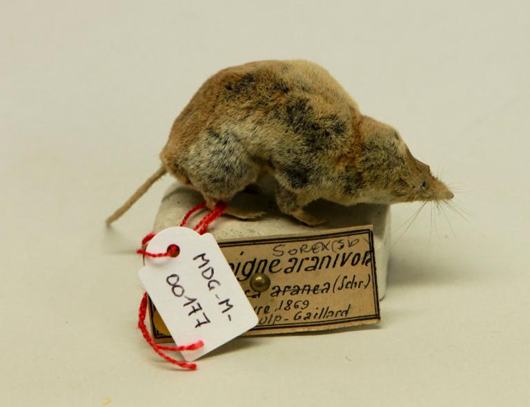 animal naturalisé : mammifère : Musaraigne carrelet