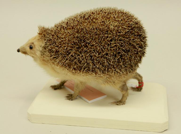 animal naturalisé : mammifère : Hérisson d'Europe