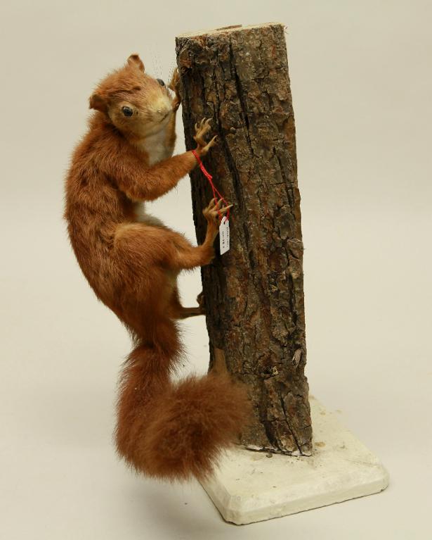 animal naturalisé : mammifère : Ecureuil roux