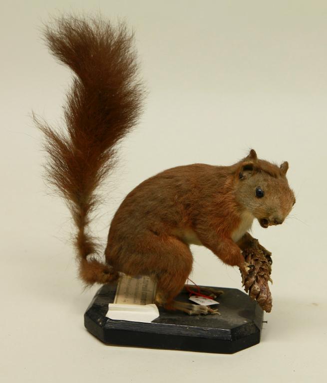 animal naturalisé : mammifère : Ecureuil roux
