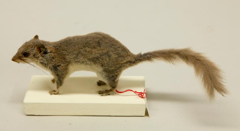 animal naturalisé : mammifère : Loir