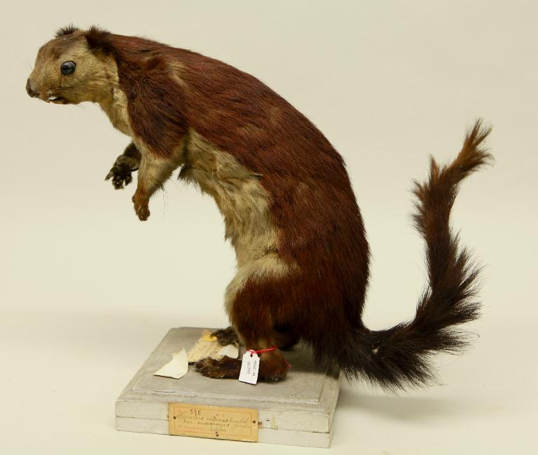 animal naturalisé : mammifère : Ecureuil géant de l'Inde