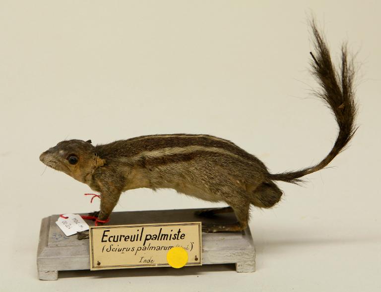 animal naturalisé : mammifère : Ecureuil palmiste de l'Inde ?