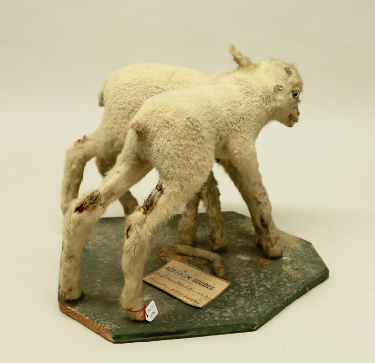 animal naturalisé : mammifère : Agneau (soudés)