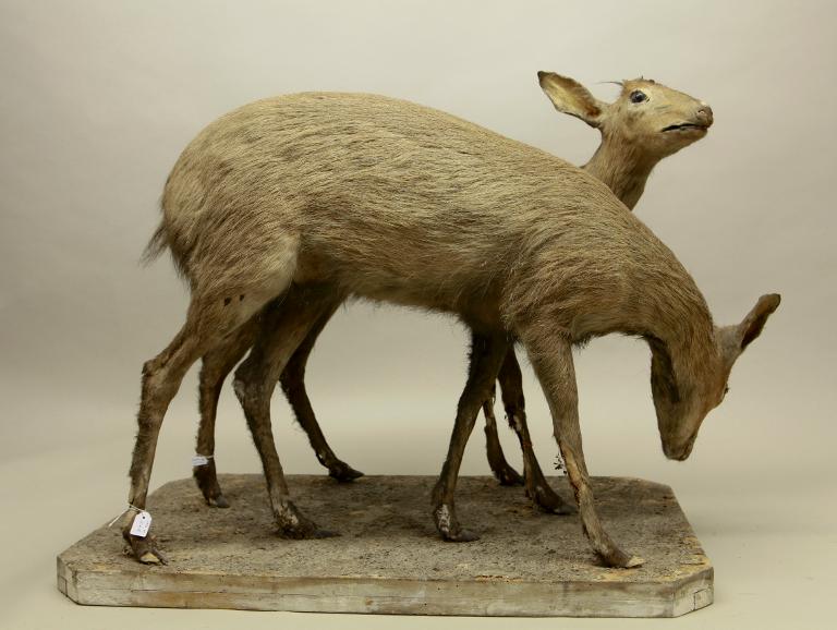 animal naturalisé : mammifère : Céphalophe de Grimm