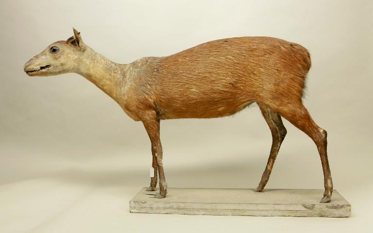 animal naturalisé : mammifère : Céphalophe bai