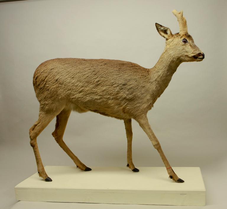 Animal naturalisé : Mammifère : Chevreuil