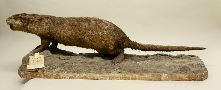 Animal naturalisé : Mammifère : Loutre de mer