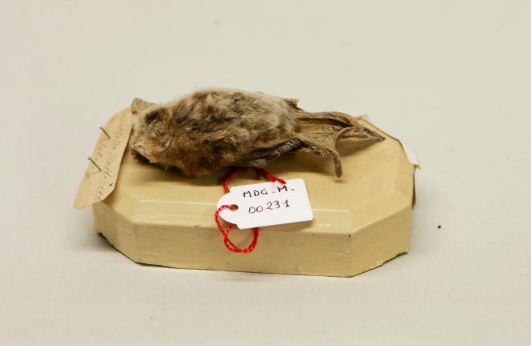 Animal naturalisé : Mammifère : Vespertilion de Natterer