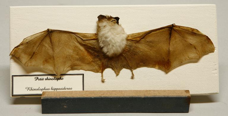 Animal naturalisé : Mammifère : Petit rhinolophe