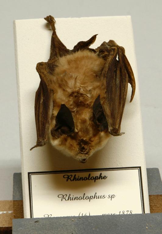 Animal naturalisé : Mammifère : Rhinolophe