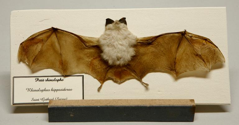 Animal naturalisé : Mammifère : Petit rhinolophe