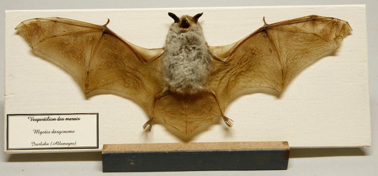 Animal naturalisé : Mammifère : Vespertilion  des marais