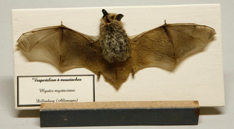 Animal naturalisé : Mammifère : Vespertilion à moustaches