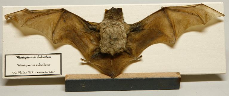 Animal naturalisé : Mammifère : Minioptère de Schreibers