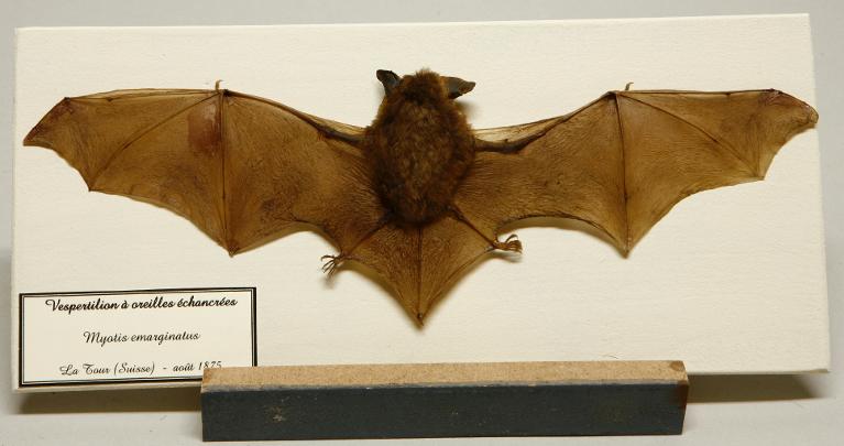 Animal naturalisé : Mammifère : Vespertilion à oreilles échancrées