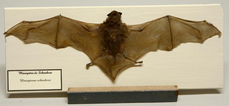 animal naturalisé : mammifère : Minioptère de Schreibers