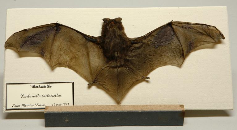 Animal naturalisé : Mammifère : Barbastelle