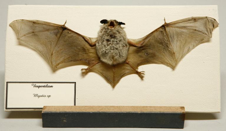 animal naturalisé : mammifère : Vespertilion